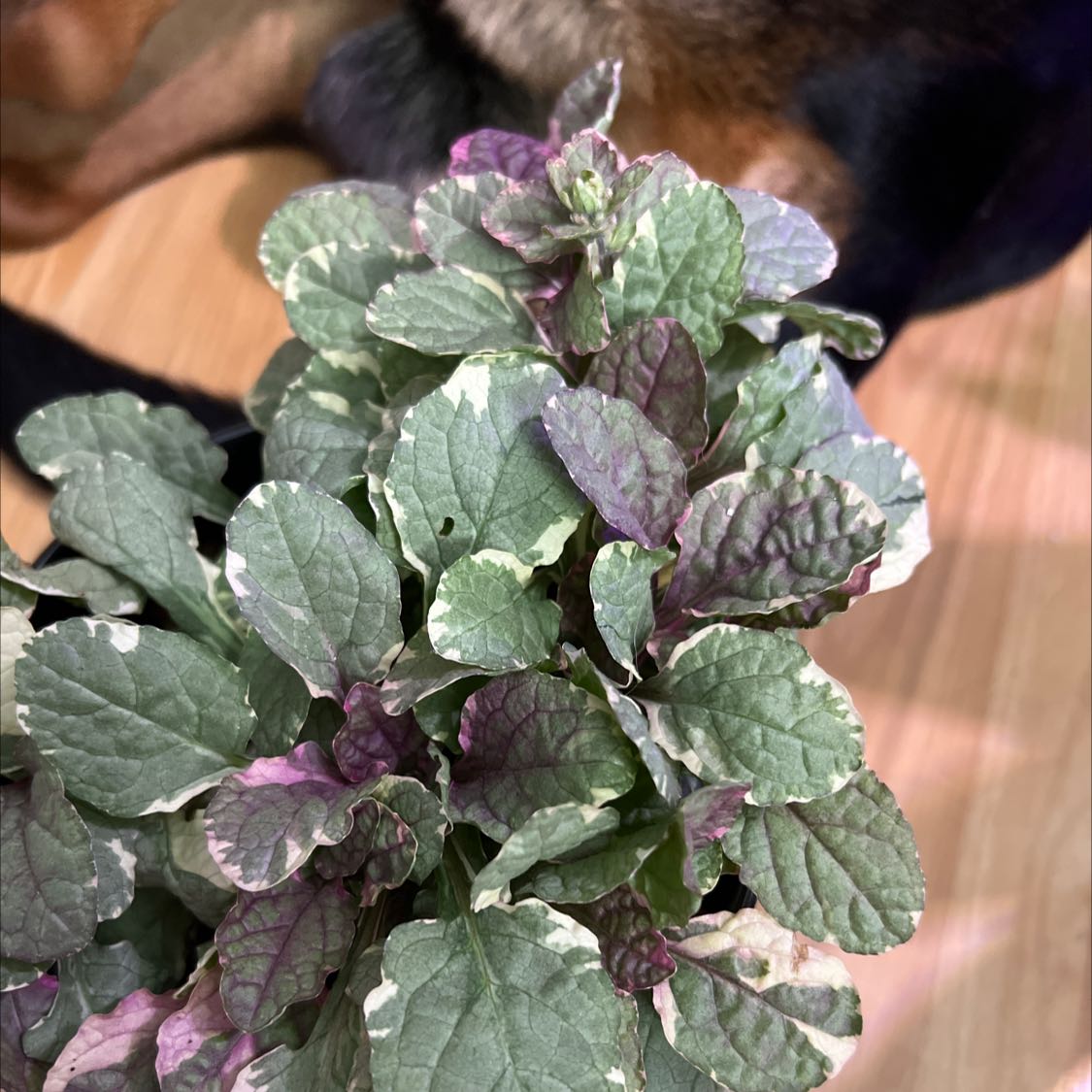 Blue Bugle plant with variegated green and purple leaves.