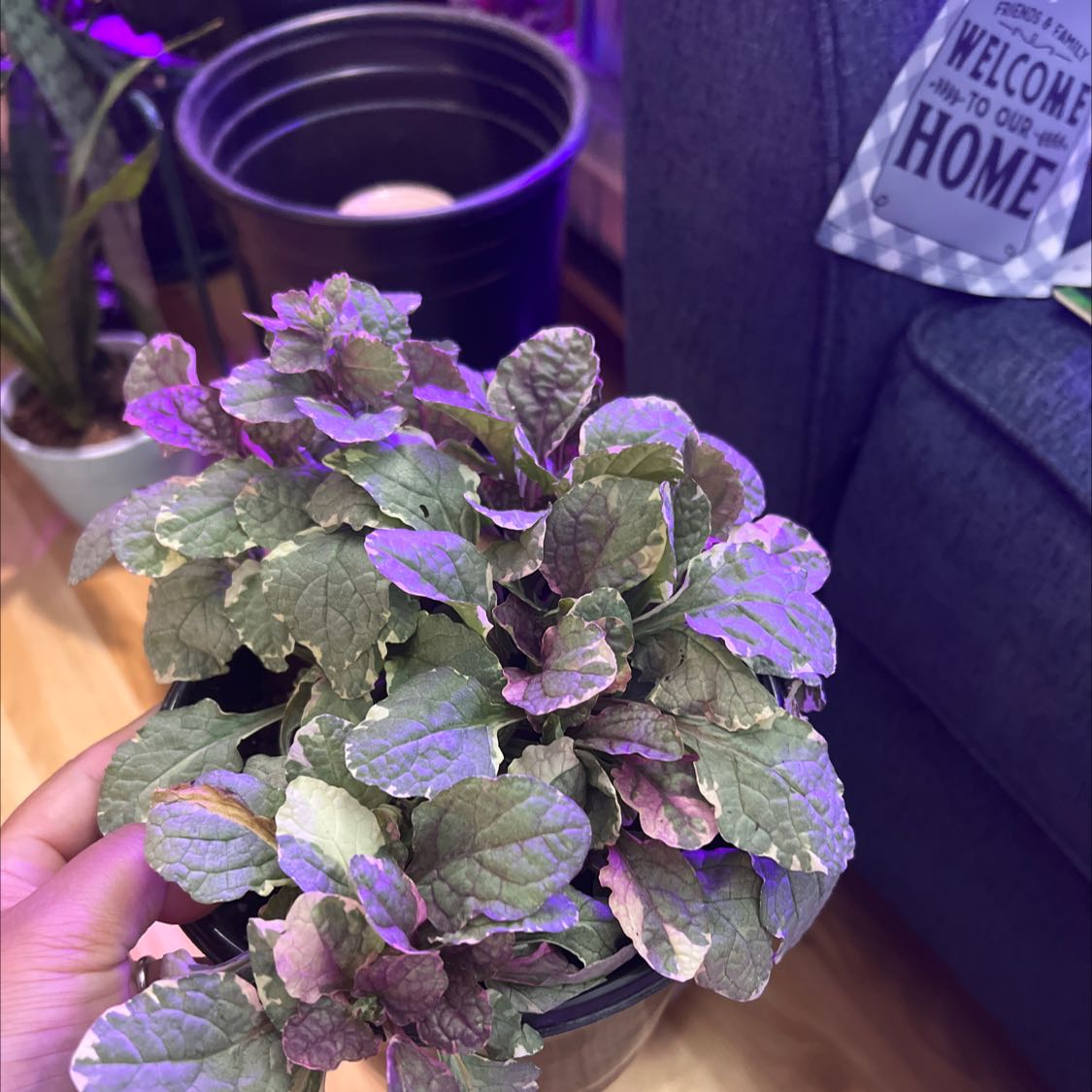 Blue Bugle plant in a pot with healthy leaves, held by a hand.
