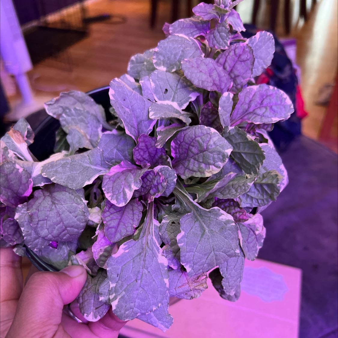 Blue Bugle plant with variegated leaves, held by a hand, well-framed and in focus.