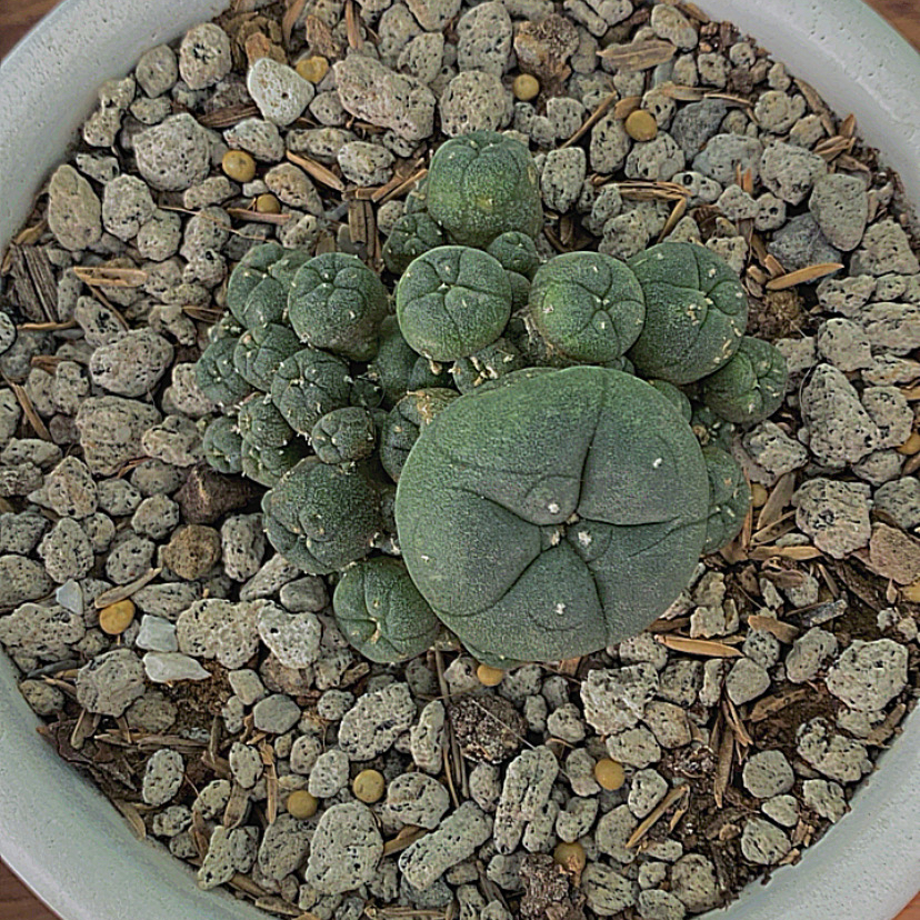 Peyote plant (Lophophora williamsii) in a pot with rocky soil, appears healthy.