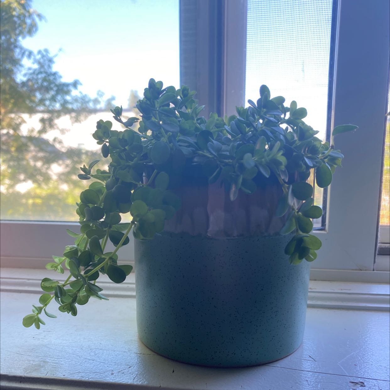 Photo of the plant species Giant Baby Tears by @FabYellowpine named Your plant on Greg, the plant care app