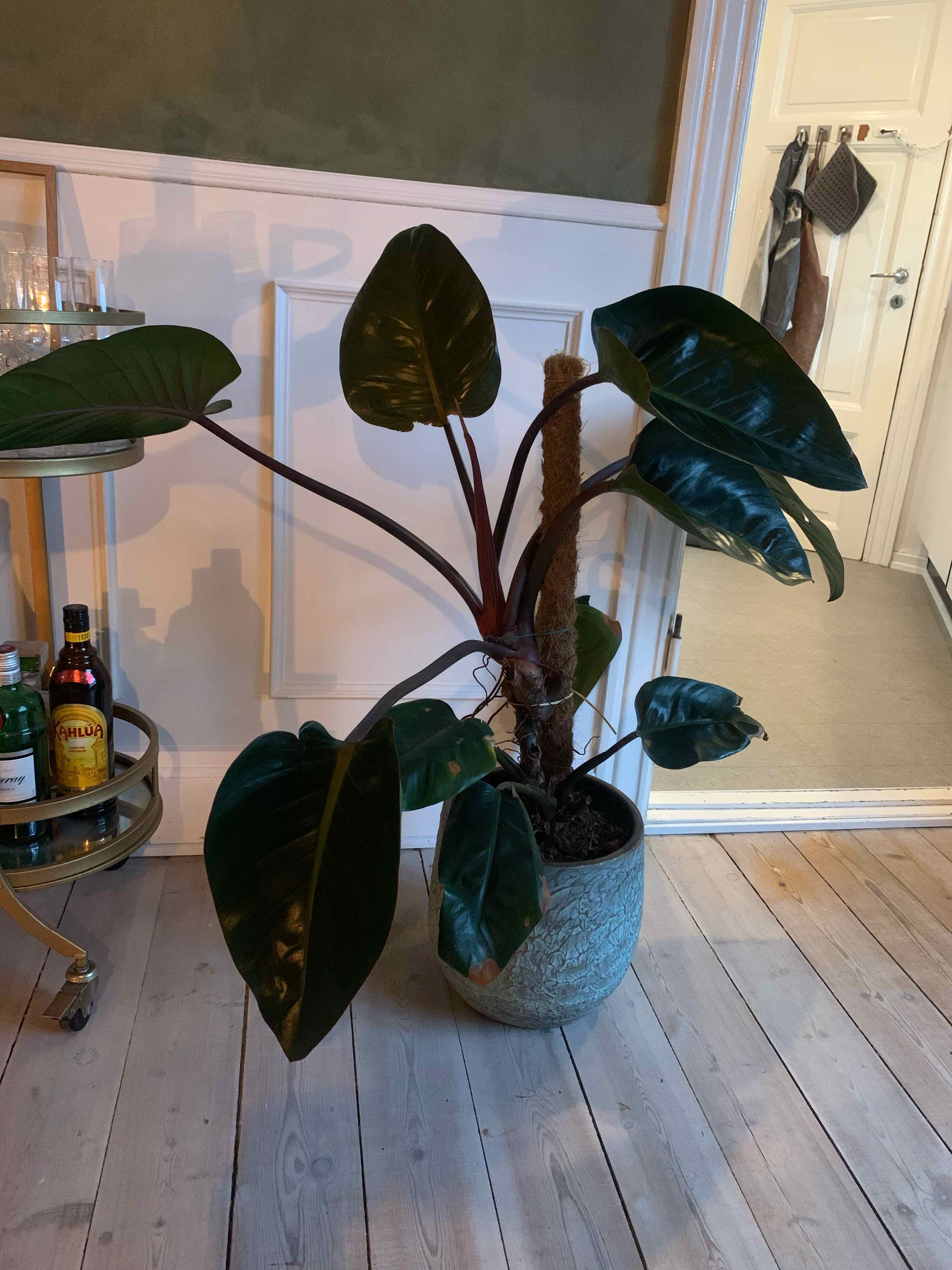 Philodendron 'Red Congo' plant in a pot indoors with large, dark green leaves.