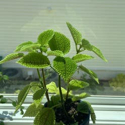 Friendship Plant plant