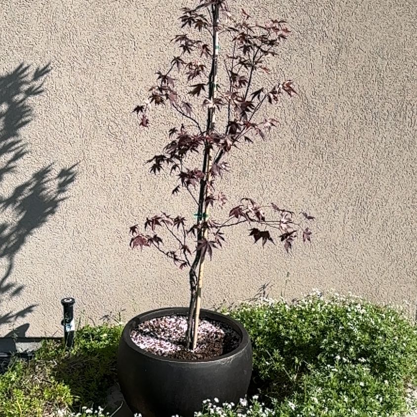 Photo of the plant species Bloodgood Japanese Maple by @SterlingTitoki named Cleopatra on Greg, the plant care app