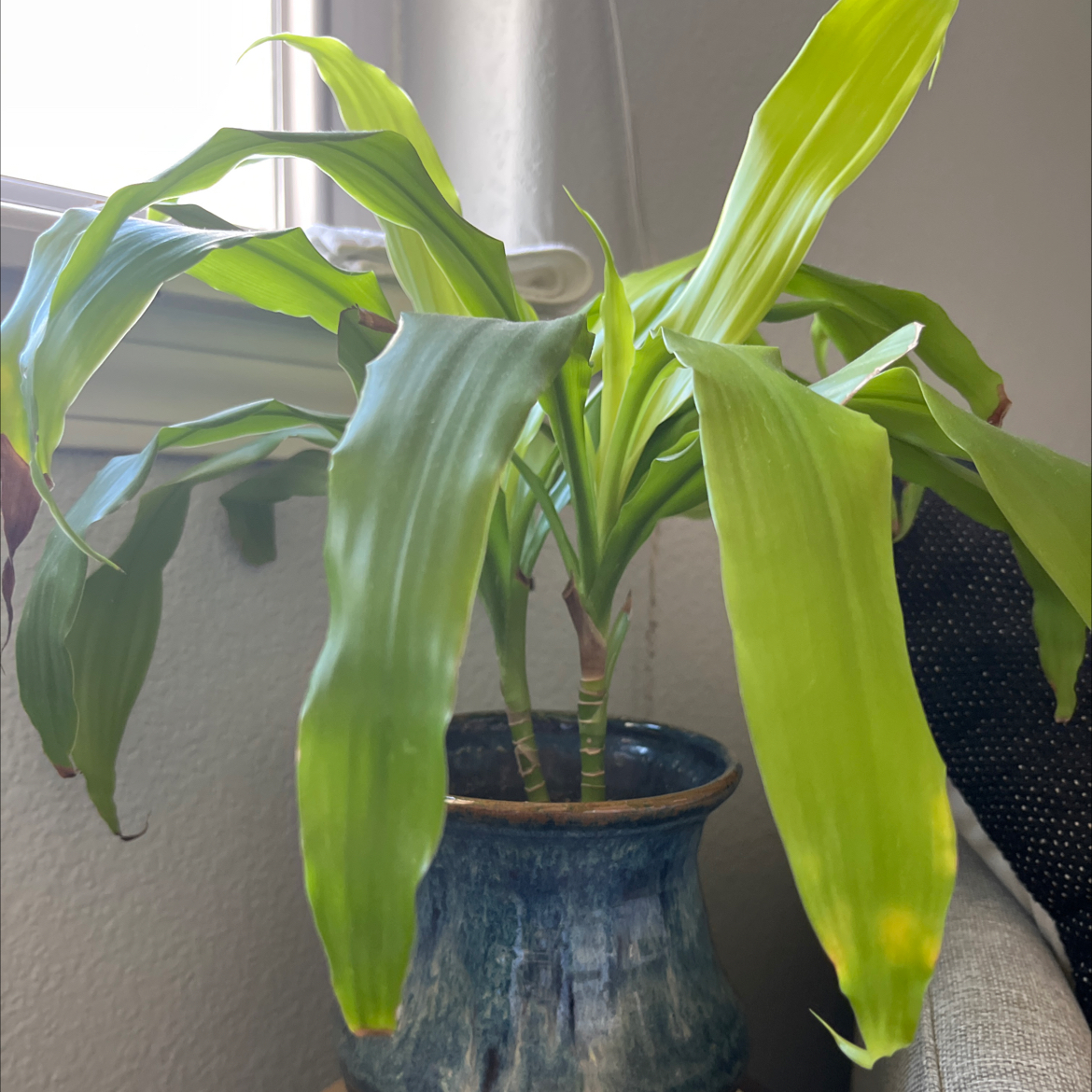 Dracaena Limelight plant in a blue pot with some yellowing and browning leaf tips.