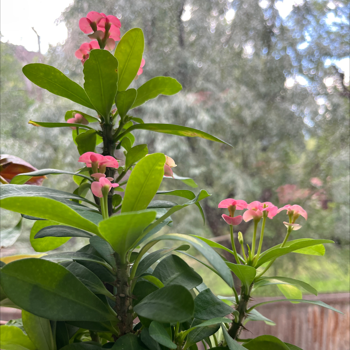 Photo of the plant species Crown of Thorns by @Somerrae named Drake on Greg, the plant care app