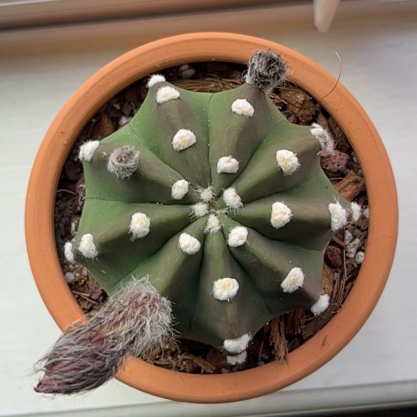 Photo of the plant species Domino Cactus by @Somerrae named Frida on Greg, the plant care app