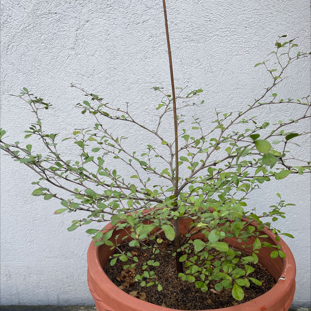 Photo of the plant species Madagascar Almond by @ERpapi named Terminalia neotaliala on Greg, the plant care app