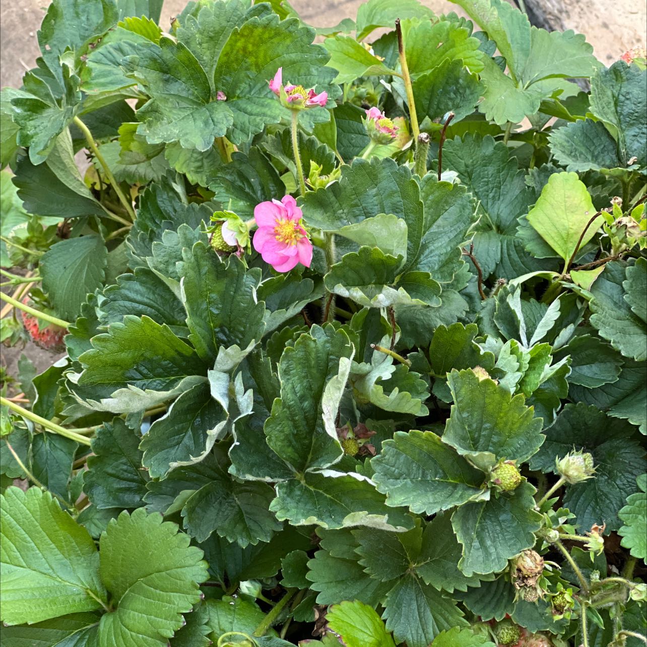 Beach Strawberry plant with healthy green leaves and pink flowers.