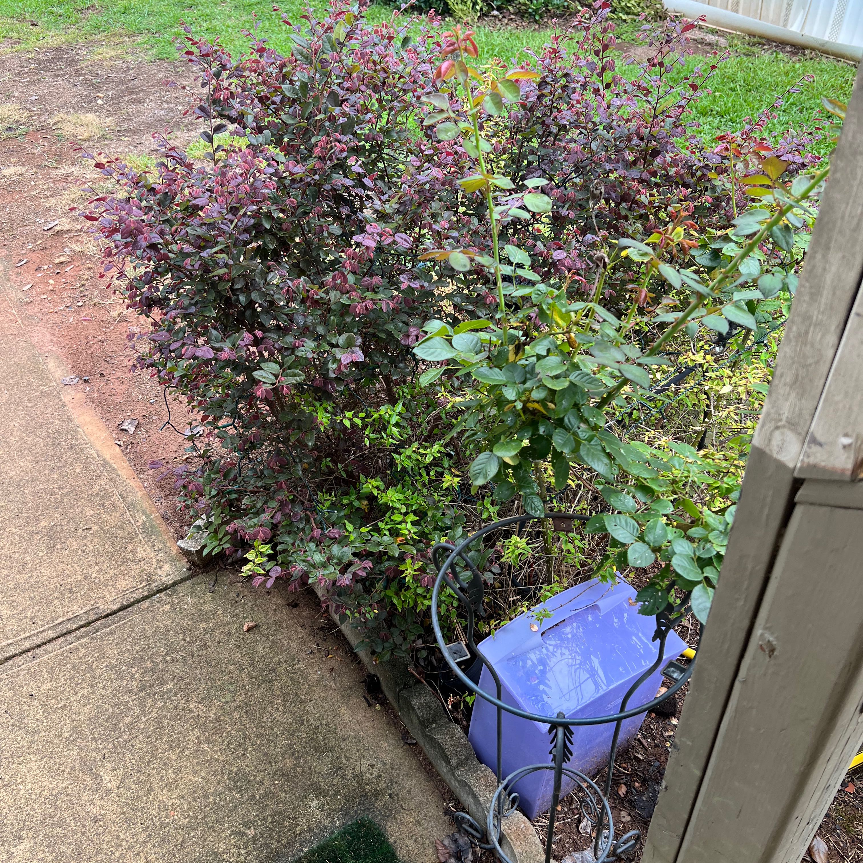 Outdoor garden with a healthy Smokebush plant with purple foliage.