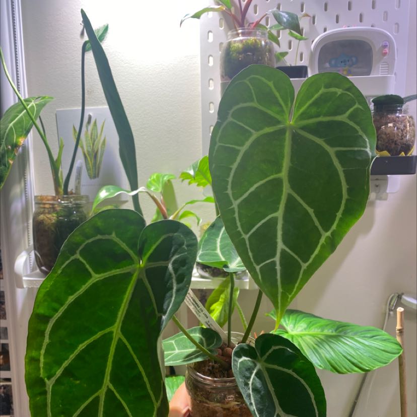 Anthurium crystallinum magnificum with large, dark green leaves and prominent white veins.