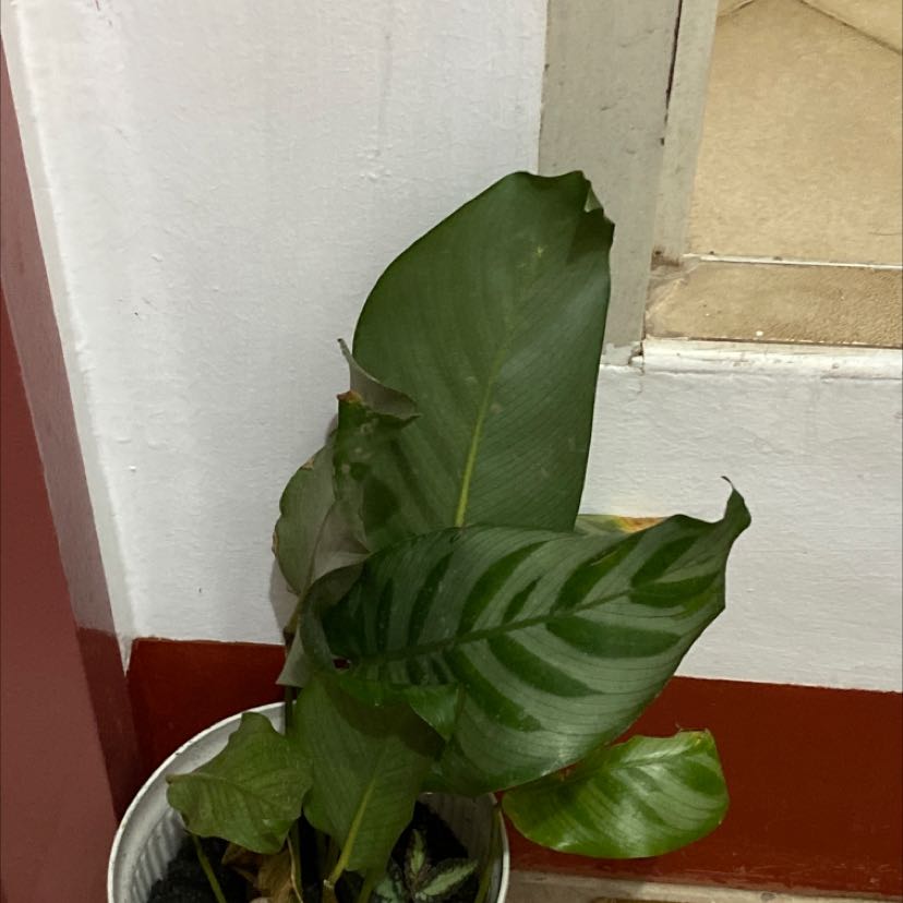 Mathilda | A plant by @BuffRaintree on Greg