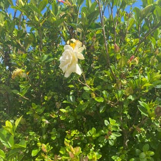 Cape Jasmine plant in Bracken Ridge, Queensland
