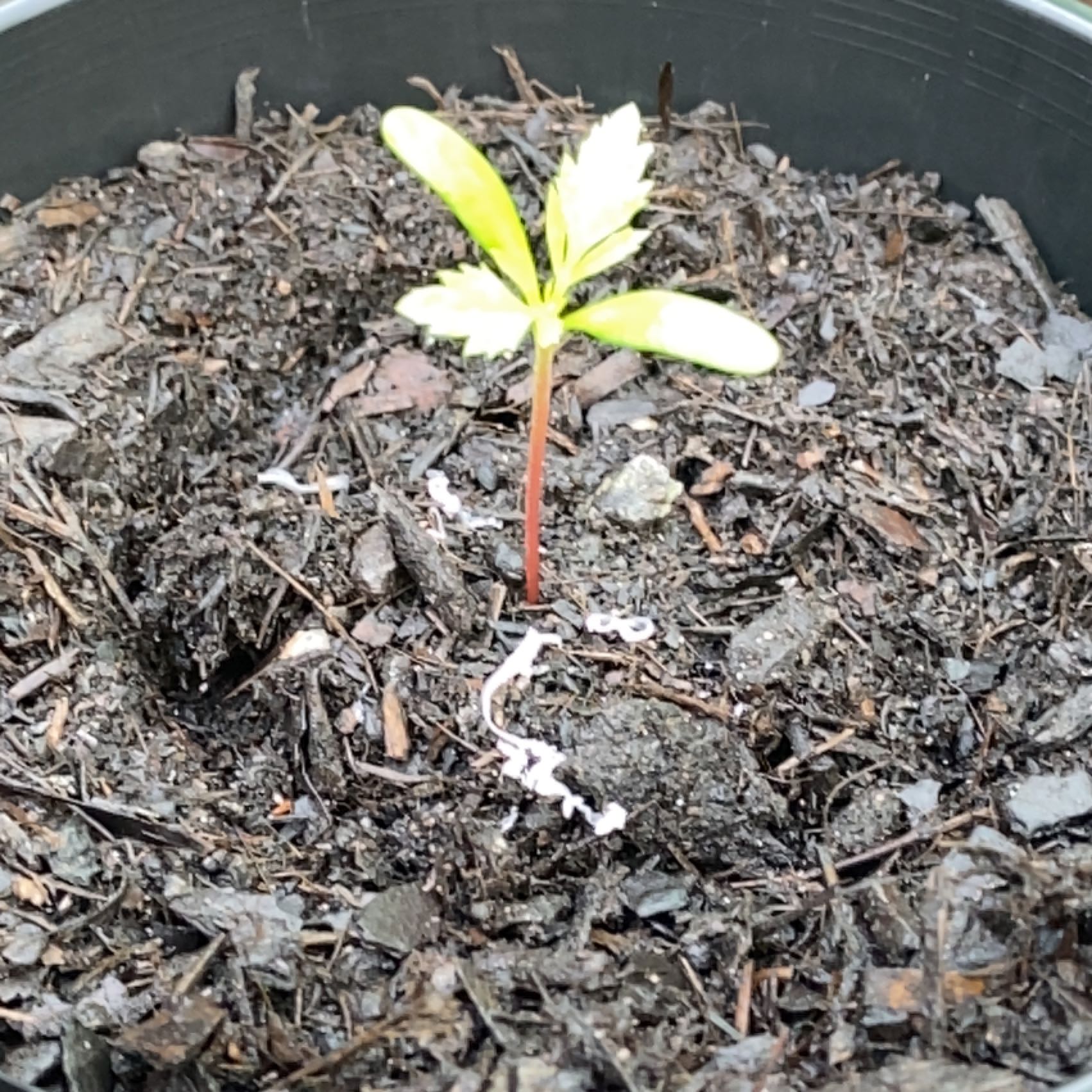 Young plant in a pot with visible soil and some yellowing leaves.