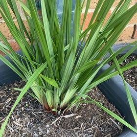 Photo of the plant species Blue Flax-Lily by Rebecca named Rainier on Greg, the plant care app