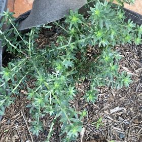 Photo of the plant species Native Rosemary by Rebecca named Tolkien on Greg, the plant care app