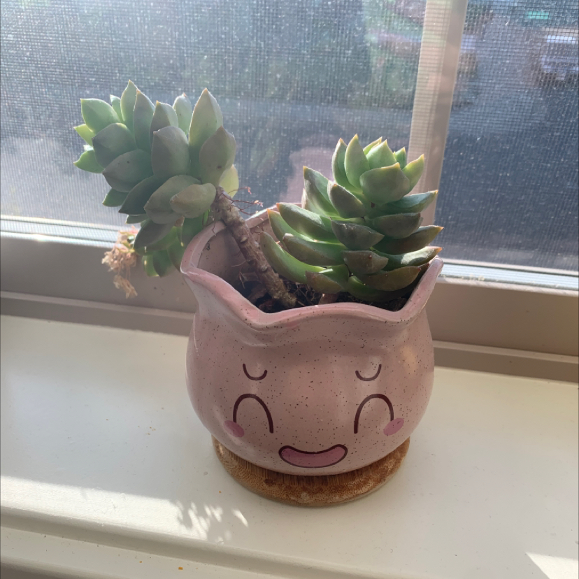 Echeveria colorata succulent in a decorative pot on a windowsill.