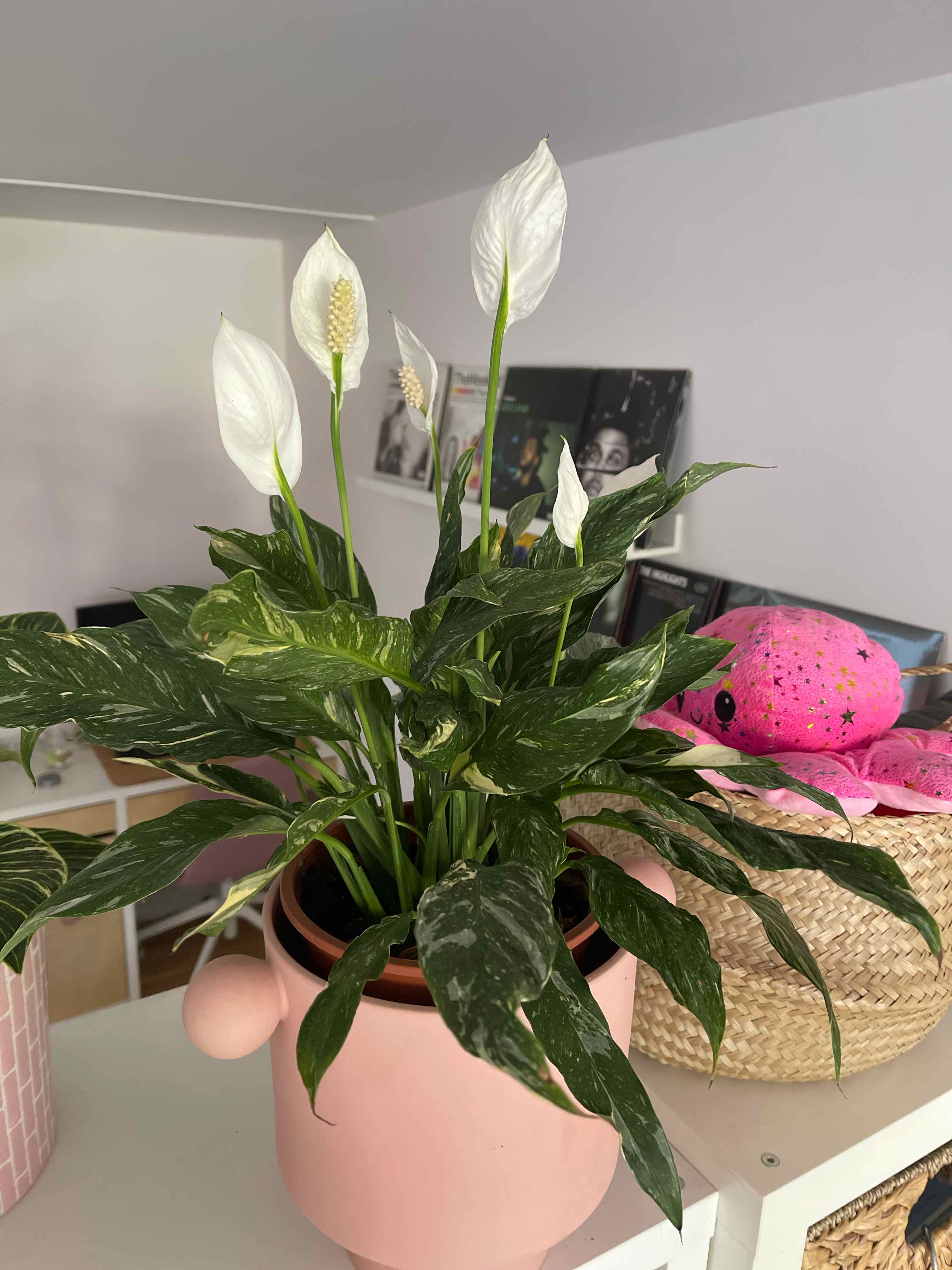 Photo of the plant species Domino Peace Lily by @martepurnelle named Austen on Greg, the plant care app