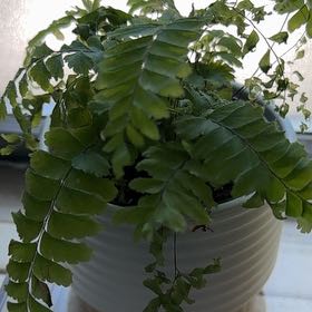 Photo of the plant species Cunningham's Maidenhair Fern by @ForthcomingBibi named Ulysses S Plant on Greg, the plant care app