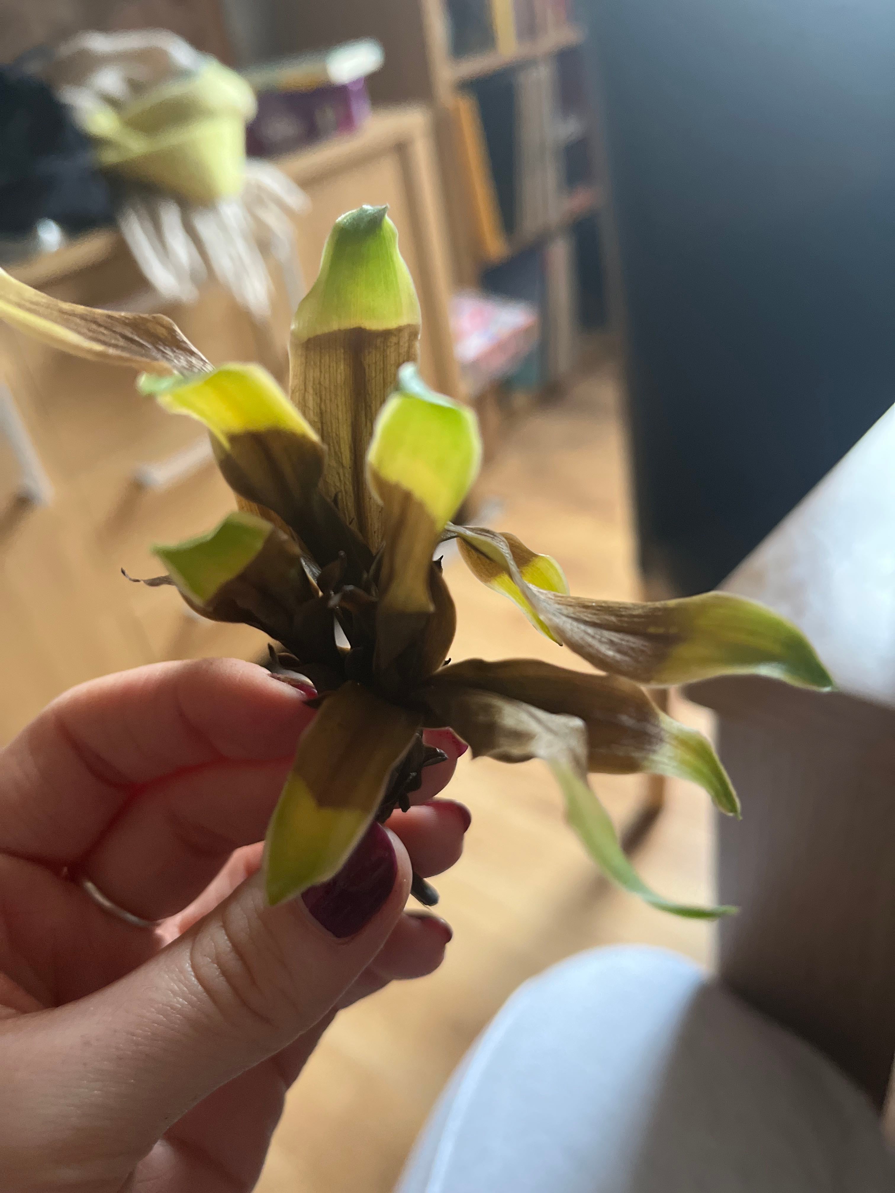Corn plant leaves going brown