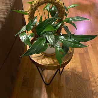 baltic blue pothos plant in Somewhere on Earth