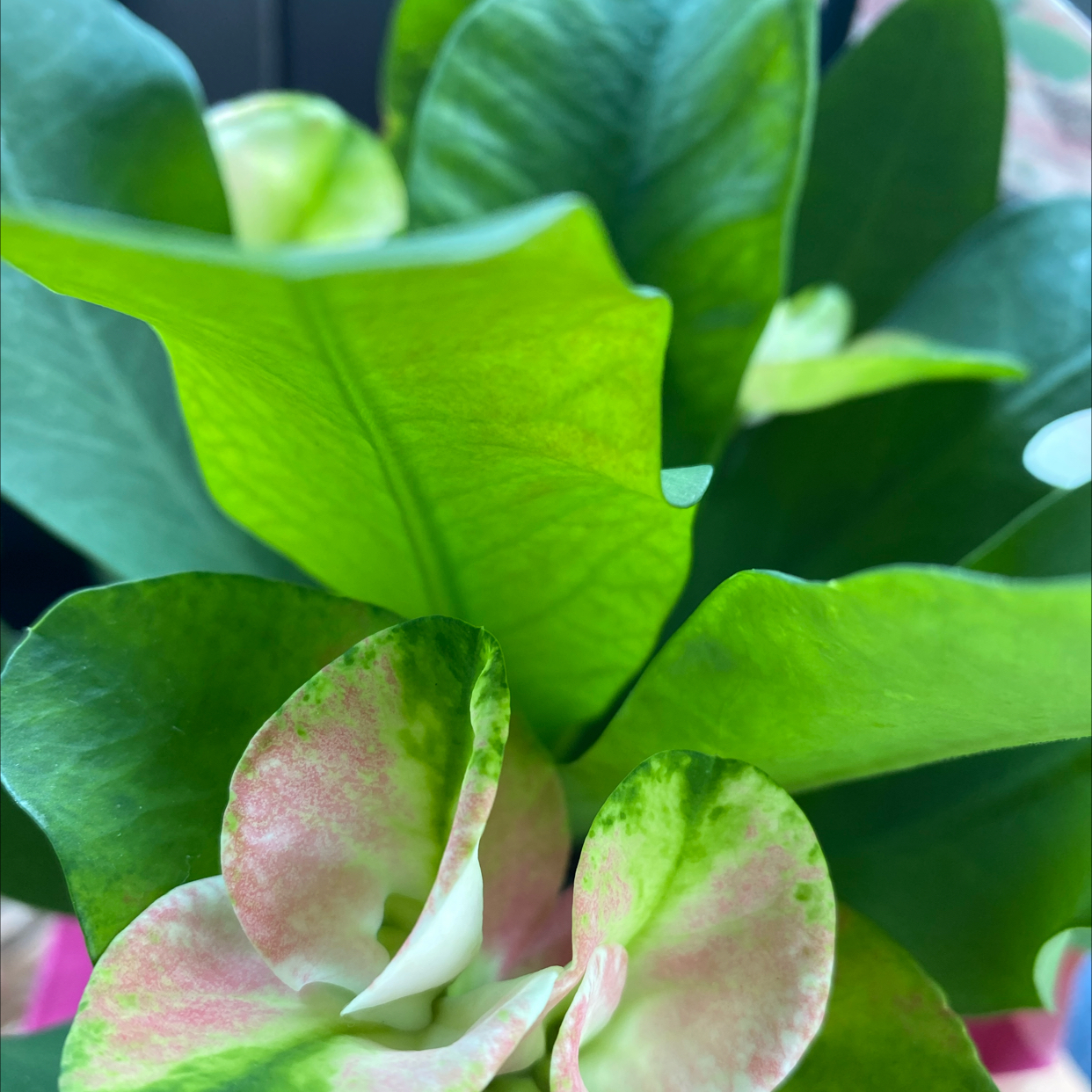 Photo of the plant species Euphorbia millotii by @Rockys_peace22 named Rosa on Greg, the plant care app