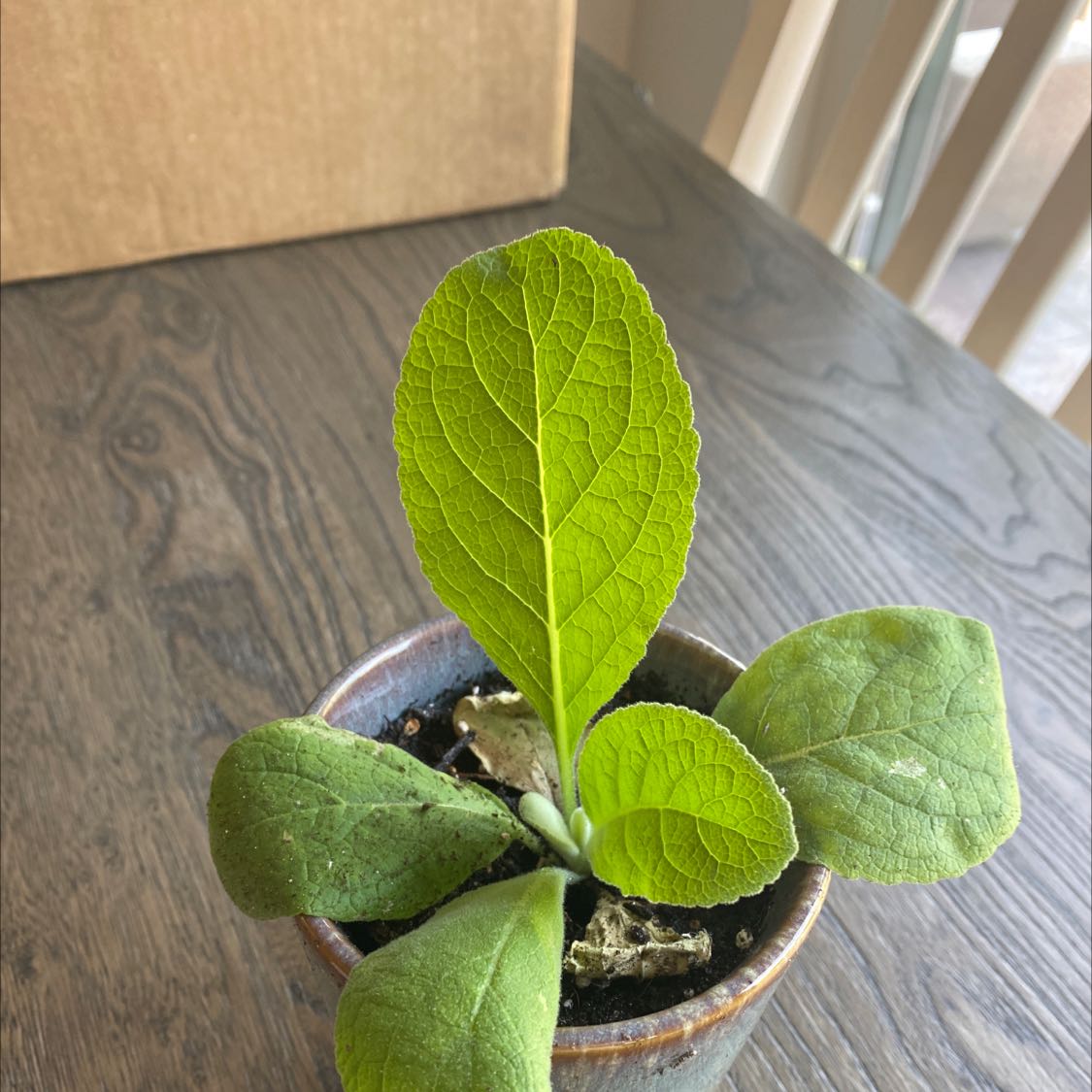 A healthy Mullein plant in a small pot with visible soil and broad green leaves.