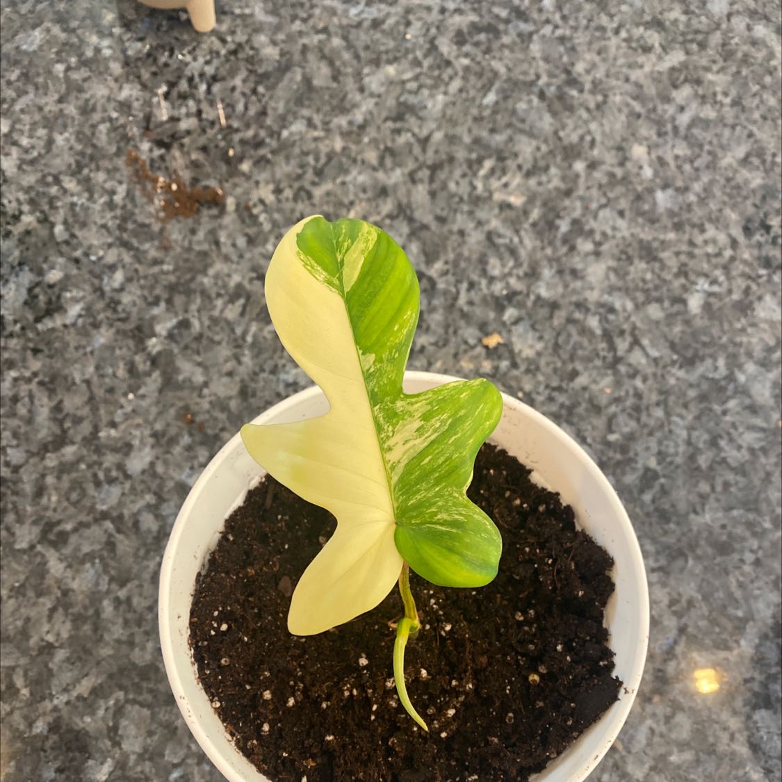 Philodendron 'Florida Beauty' plant in a white pot with visible soil and variegated leaves.