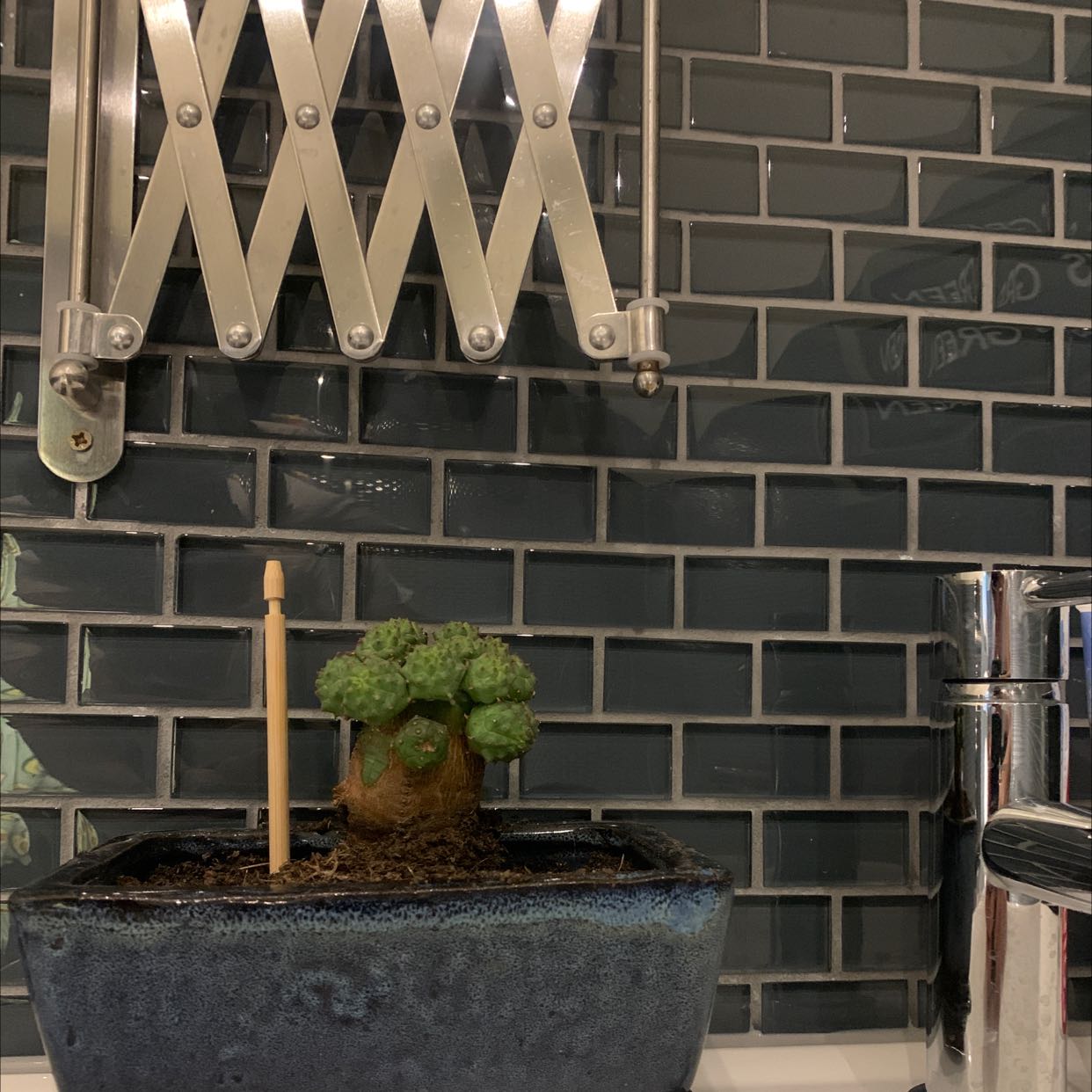 Crested Blue Flame plant in a blue ceramic pot with visible soil, against a tiled wall.