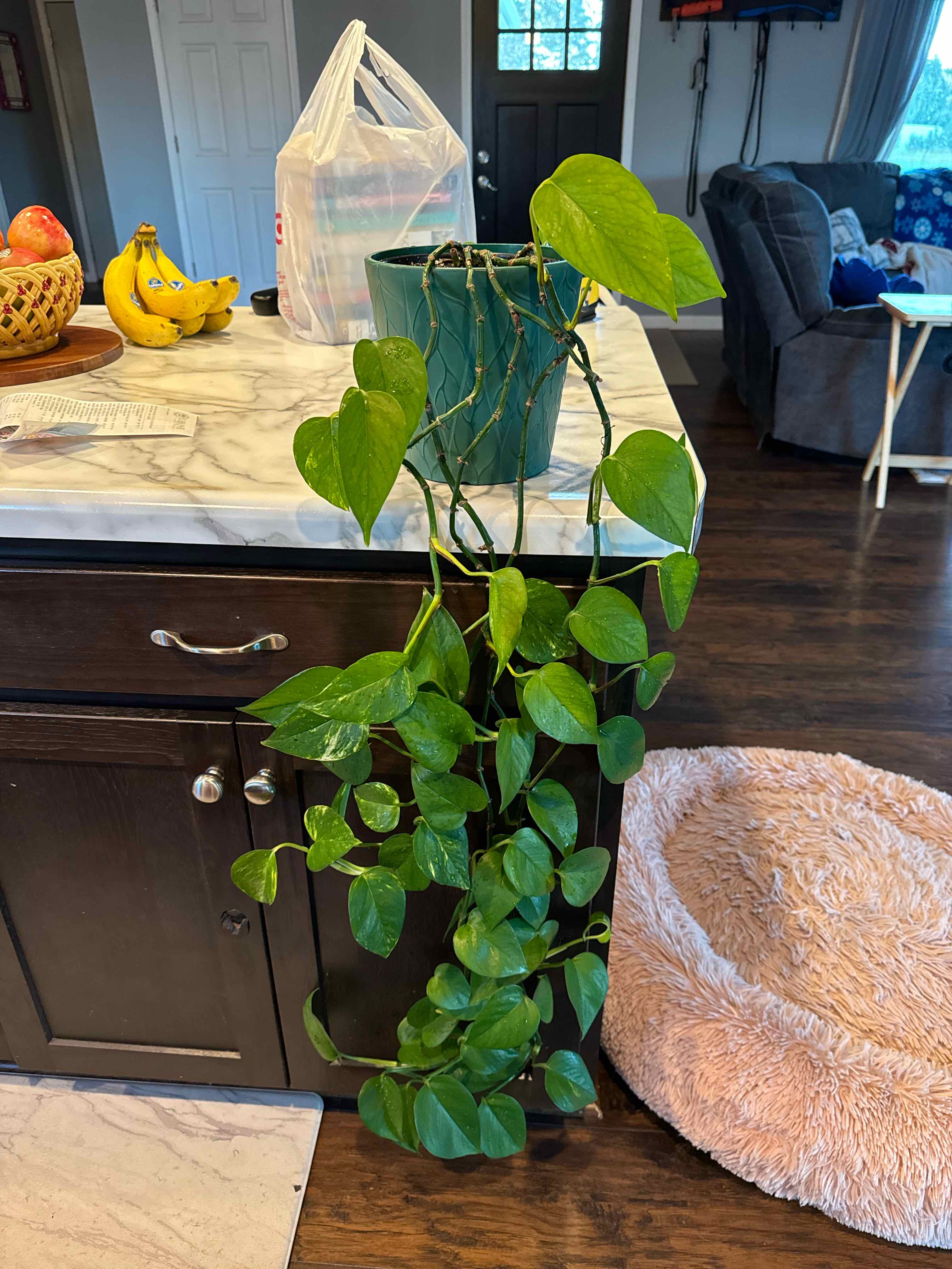Taro Vine plant photo by @Tiak143 named Coco on Greg, the plant care app.