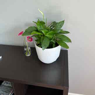 Peace Lily plant in Somewhere on Earth