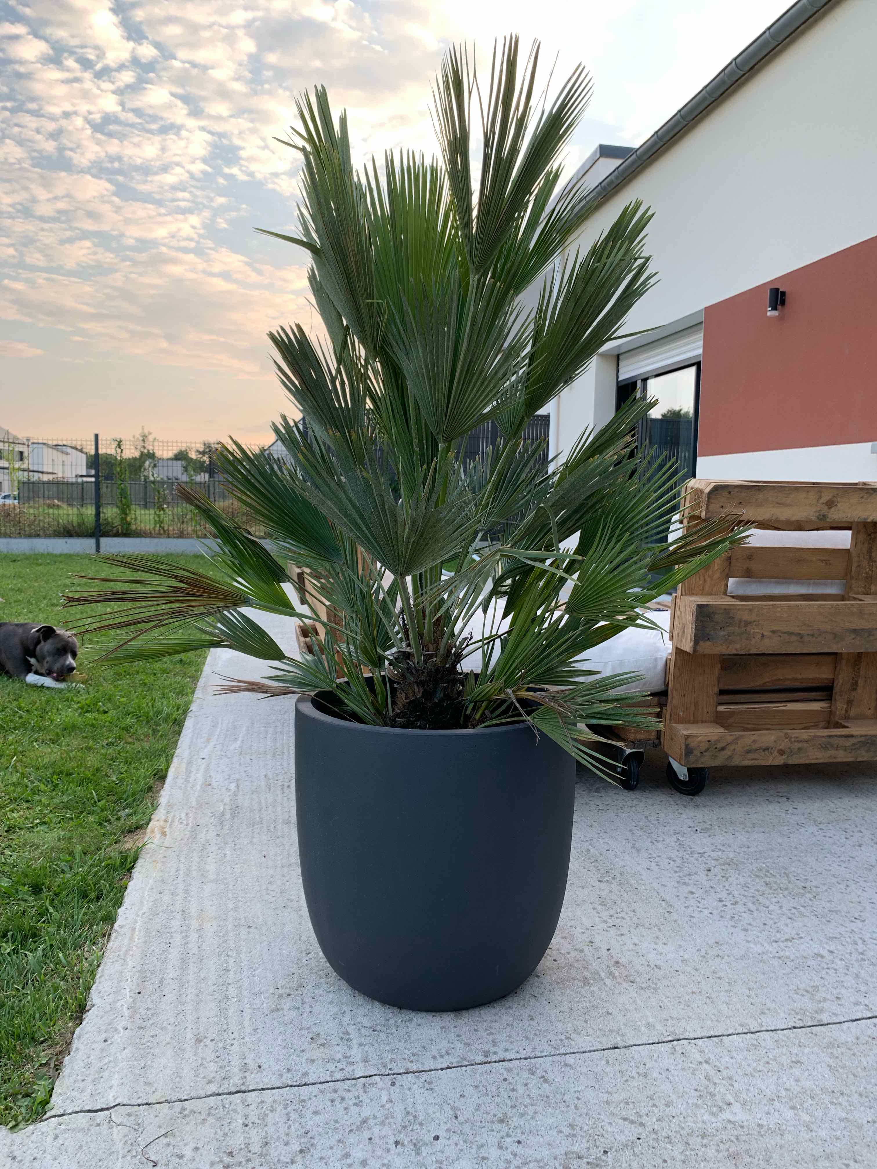 European Fan Palm in a large pot outdoors, with a house and lawn in the background.