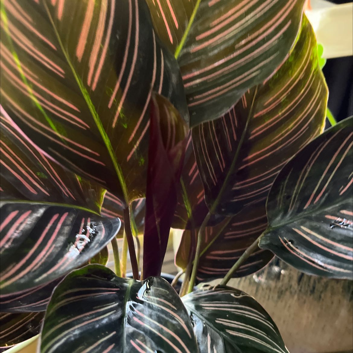 Photo of the plant species Pinstripe Calathea by @ElegantVetiver named Your plant on Greg, the plant care app