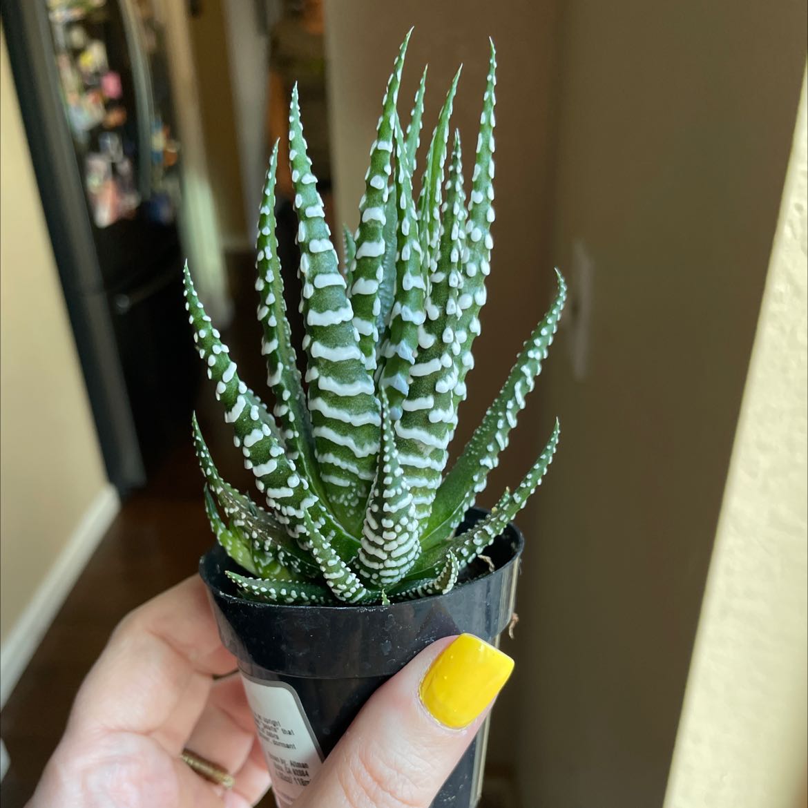 Photo of the plant species Zebra Plant by @Cookemnstr named Cactus castle on Greg, the plant care app