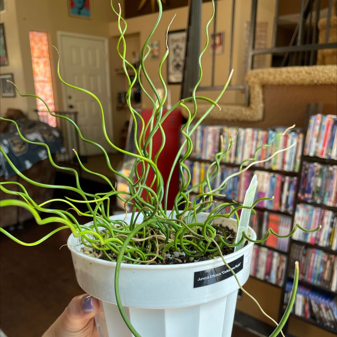 Corkscrew rush plant in a white pot with twisted green stems, held by a hand indoors.