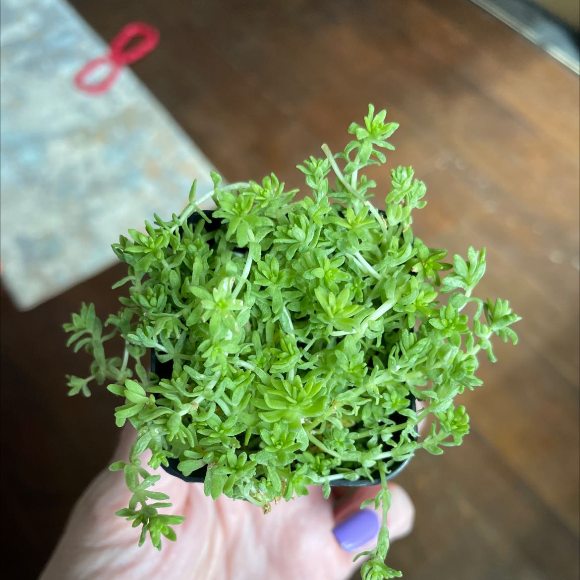 A healthy Spanish Stonecrop plant being held by a hand.