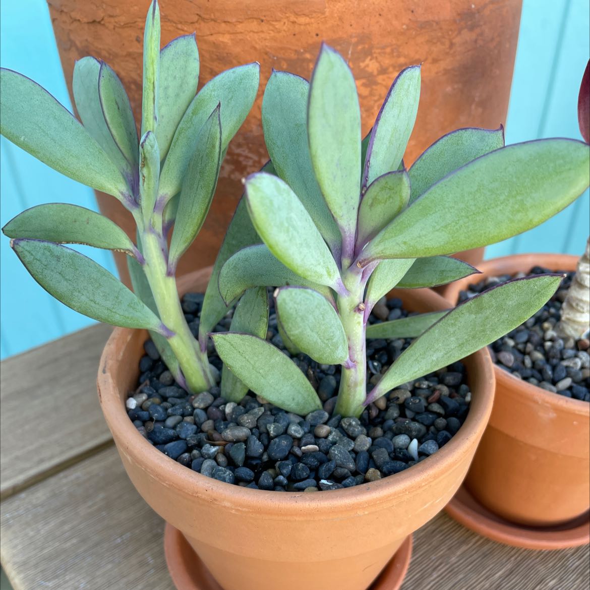 Healthy Vertical Leaf Senecio plant in a terracotta pot with well-draining soil.