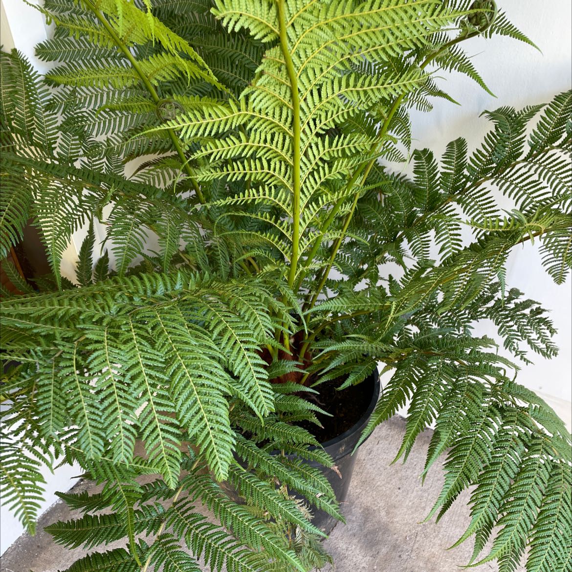 Healthy Lacy Tree Fern with vibrant green fronds in a black pot.