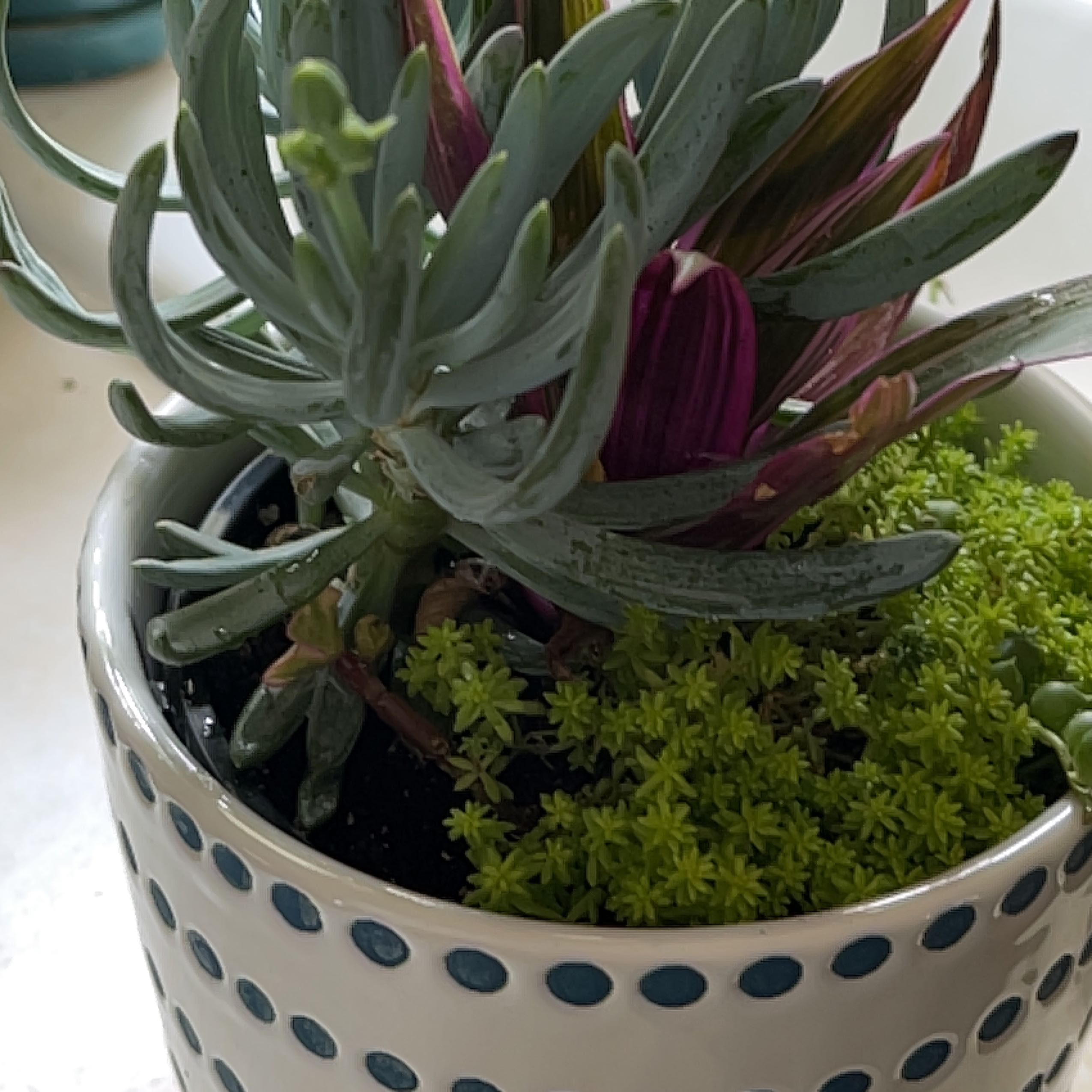 Potted Narrow-Leaf Chalk Sticks plant with another small green plant in a polka dot pot.