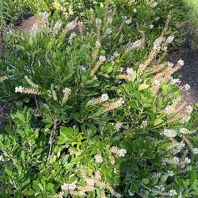 Photo of the plant species Coastal Sweet Pepperbush by @GenialSoybean named Diana on Greg, the plant care app