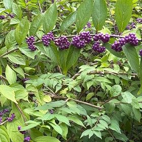 Photo of the plant species Purple Beautyberry by @GenialSoybean named Taylor Swift on Greg, the plant care app
