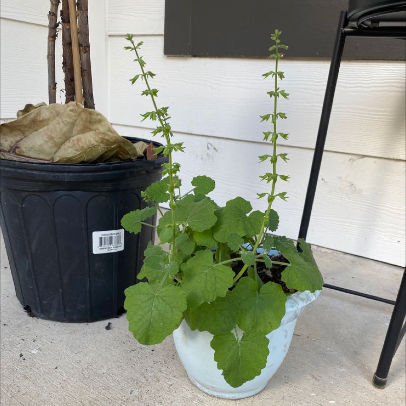 Photo of the plant species Cedar Sage by @GladMendoza named Gobi on Greg, the plant care app