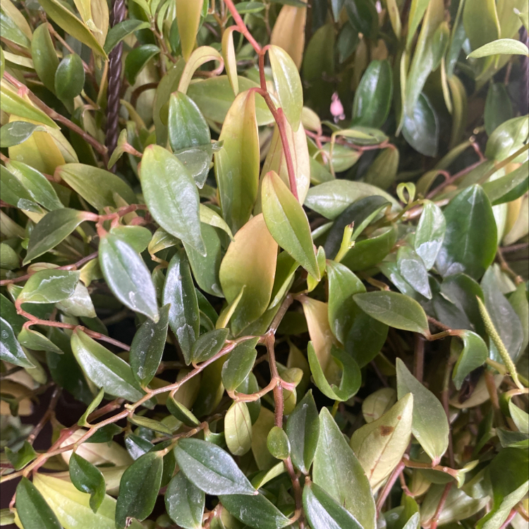 Close-up of a vibrant, healthy variegated waxplant with thick, waxy leaves in shades of green, yellow and pink.