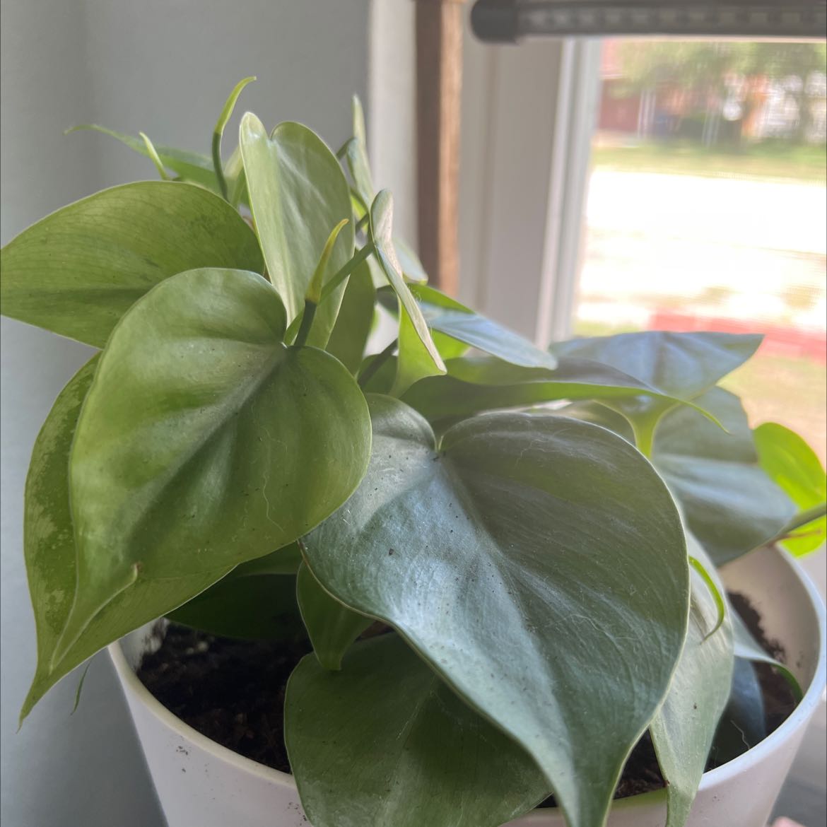 Philodendron cordatum plant in a white pot with healthy green leaves.