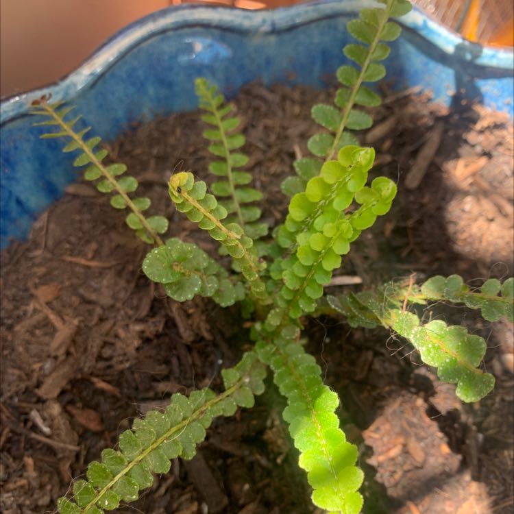 Photo of the plant species Cranfillia fluviatilis by @felliemonster named officer on Greg, the plant care app