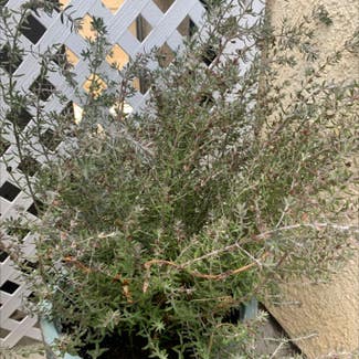 Rosemary plant in Ventura, California