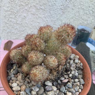 Lady Finger Cactus plant in Ventura, California