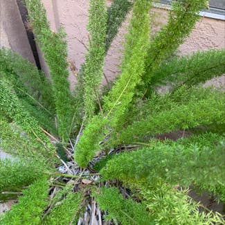 Plume Asparagus plant in Ventura, California