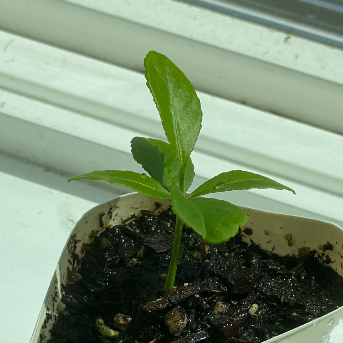 Young lemon plant in a small pot with visible soil, healthy green leaves.