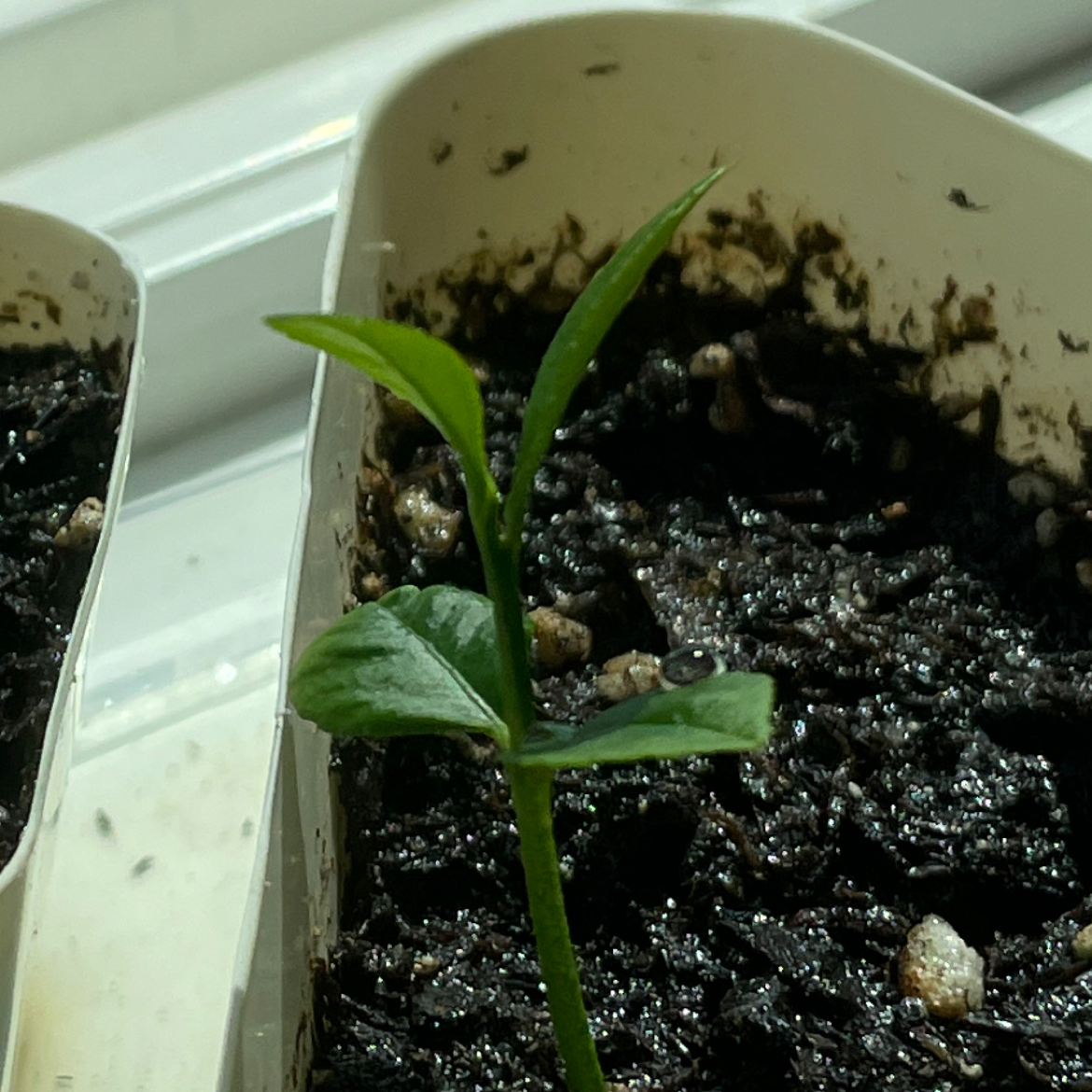 Young lemon plant in a pot with dark, moist soil and healthy green leaves.